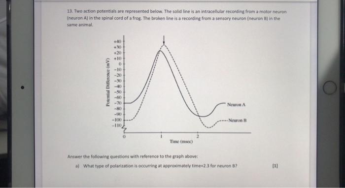 13 Two Action Potentials Are Represented Below The Solid Line Is An Intracellular Recording From A Motor Neuron Neuro 3