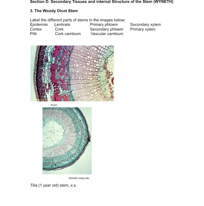 Section D Secondary Tissues And Internal Structure Of The Stem Wyneth 3 The Woody Dicot Stem Label The Different Par 1