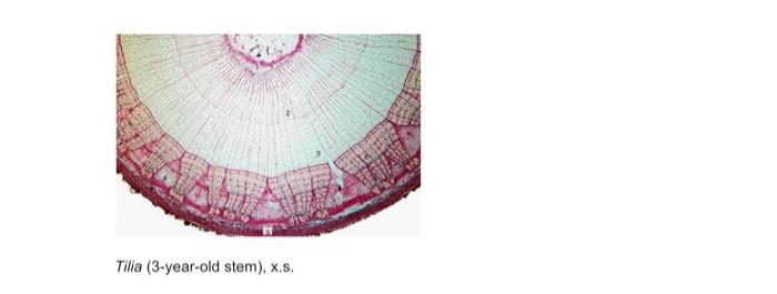 Section D Secondary Tissues And Internal Structure Of The Stem Wyneth 3 The Woody Dicot Stem Label The Different Par 3