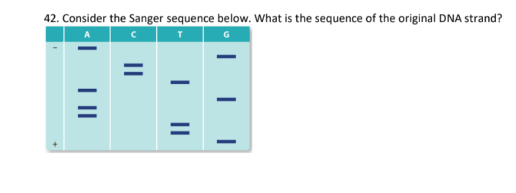 42 Consider The Sanger Sequence Below What Is The Sequence Of The Original Dna Strand T G 1