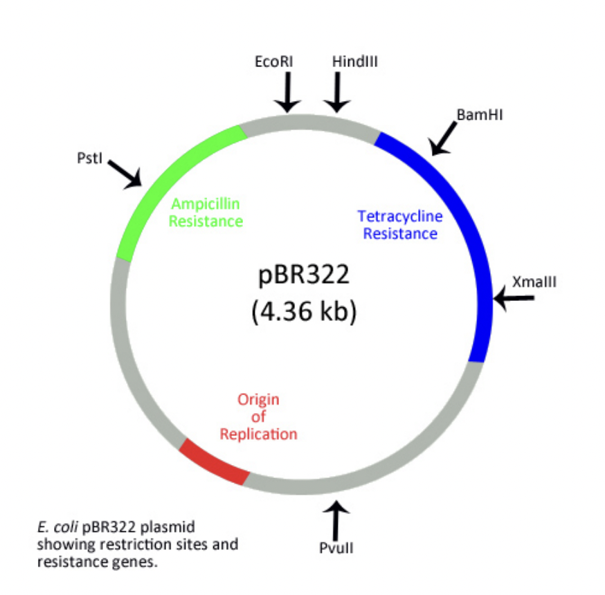 Ecori Hindili Ii Bamhi Psti Ampicillin Resistance Tetracycline Resistance Xmalli Pbr322 4 36 Kb Origin Of Replication 1