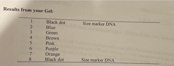 Results From Your Gel Size Marker Dna Too 1 2 3 4 5 6 7 8 Black Dot Blue Green Brown Pink Purple Orange Black Dot Size 2