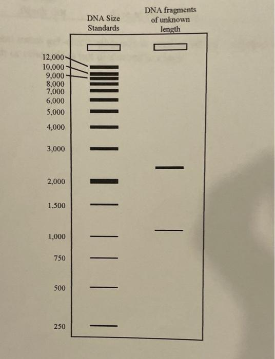Results From Your Gel Size Marker Dna Too 1 2 3 4 5 6 7 8 Black Dot Blue Green Brown Pink Purple Orange Black Dot Size 3