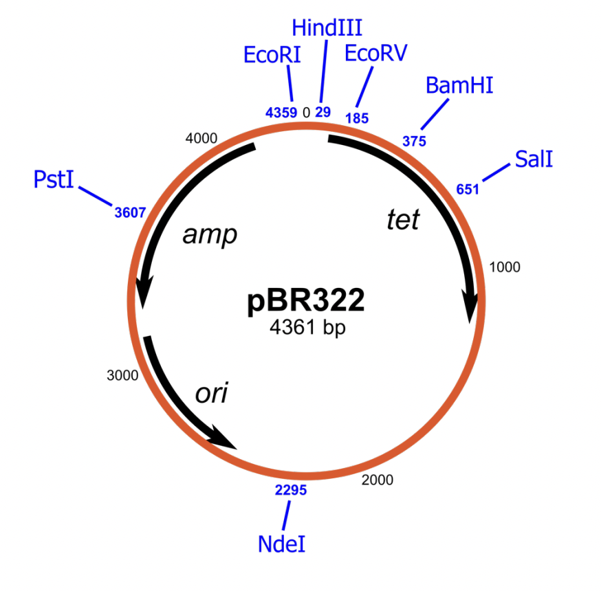 Using The Following Map Of Plasmid Pbr322 4 361 Base Pairs Indicate How Many Fragments Would Result From The Digestio 1