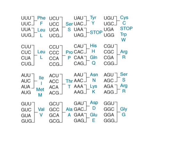 Please Answer All Parts Of The Question E Coli Rna Polymerase Holoenzyme Is Composed Of Core Enzyme And Sigma Factor 1