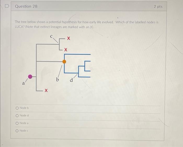 D Question 28 2 Pts The Tree Below Shows A Potential Hypothesis For How Early Life Evolved Which Of The Labelled Nodes 1