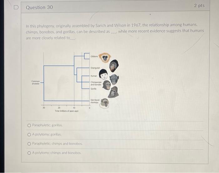 D Question 30 2 Pts In This Phylogeny Originally Assembled By Sarich And Wilson In 1967 The Relationship Among Humans 1