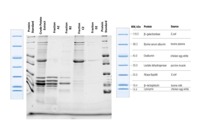 Source Mw Kda Protein 116 0 B Galactosidase Ecol 662 Bovine Serum Albumin Bodne Plasma 450 Ombunin Chicken Egg White 1