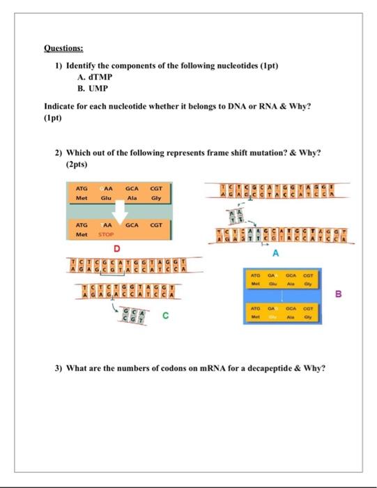 Questions 1 Identify The Components Of The Following Nucleotides Pt A Dtmp B Ump Indicate For Each Nucleotide Whet 1