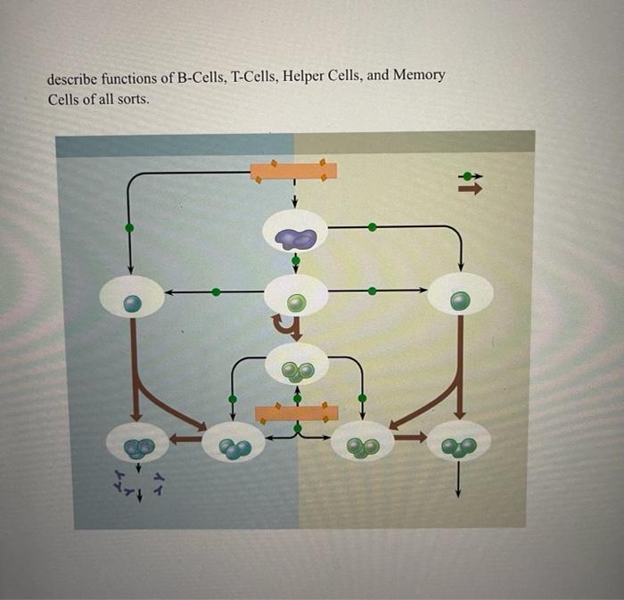 Describe Functions Of B Cells T Cells Helper Cells And Memory Cells Of All Sorts Q Og 3 1 10 1
