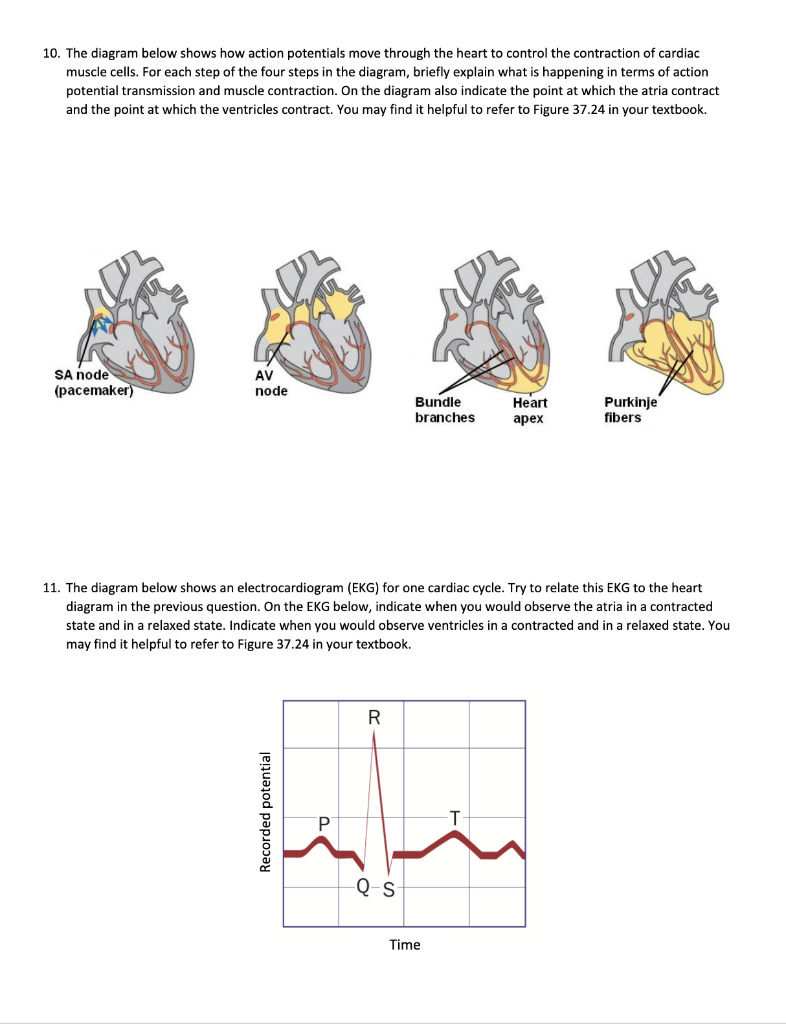 10 The Diagram Below Shows How Action Potentials Move Through The Heart To Control The Contraction Of Cardiac Muscle Ce 1
