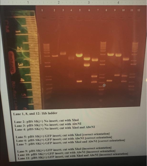 Size Of The Plasmid Vector Insert 3681 Bp Size Of The Vector 2964bp Size Of Insert 717 Bp The Restriction Site Fo 1