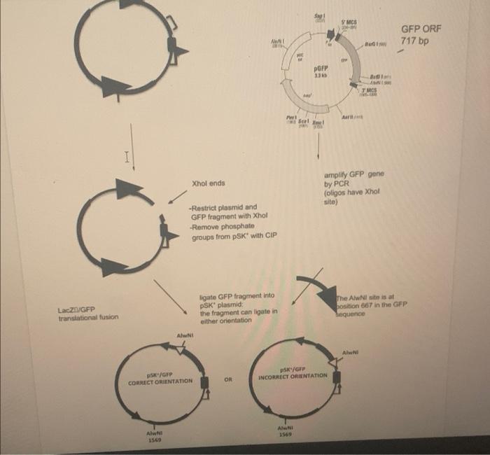 Size Of The Plasmid Vector Insert 3681 Bp Size Of The Vector 2964bp Size Of Insert 717 Bp The Restriction Site Fo 2