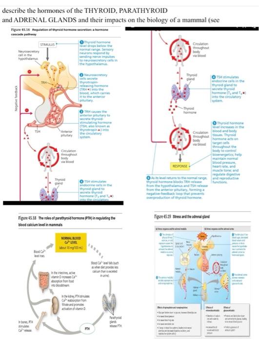 Describe The Hormones Of The Thyroid Parathyroid And Adrenal Glands And Their Impacts On The Biology Of A Mammal See F 1
