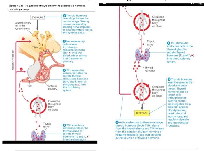 Describe The Hormones Of The Thyroid Parathyroid And Adrenal Glands And Their Impacts On The Biology Of A Mammal See F 2