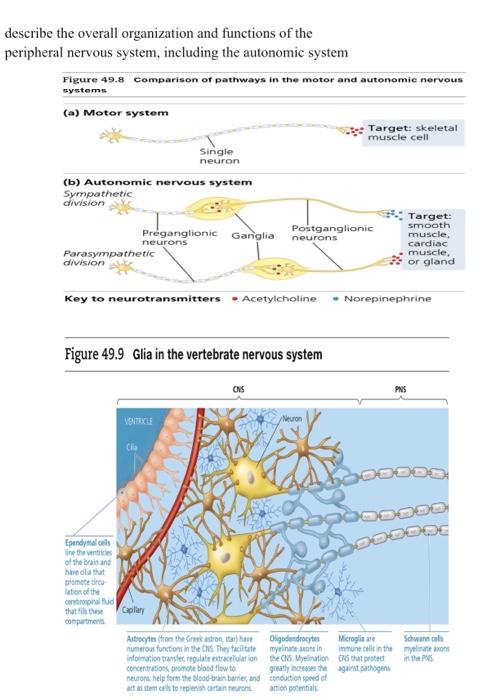 Describe The Overall Organization And Functions Of The Peripheral Nervous System Including The Autonomic System Figure 1
