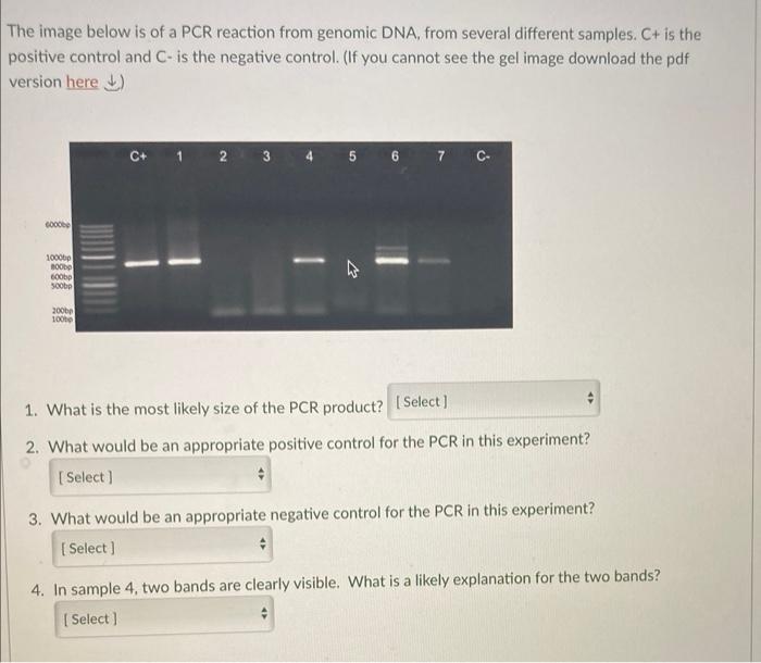 The Image Below Is Of A Pcr Reaction From Genomic Dna From Several Different Samples C Is The Positive Control And C 2