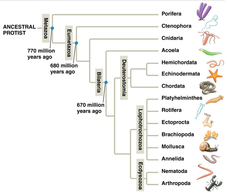 Please Help To Complete The Chart And The Phylogenetic Tree A Complete This Chart Note That Some Characters Have Alre 2