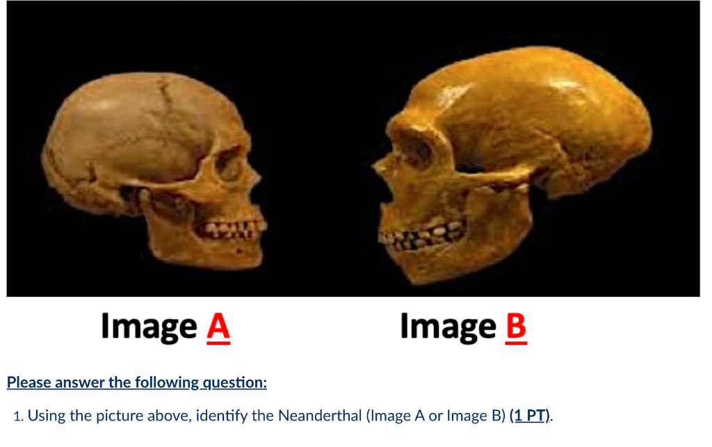 Image A Image B Please Answer The Following Question 1 Using The Picture Above Identify The Neanderthal Image A Or I 1