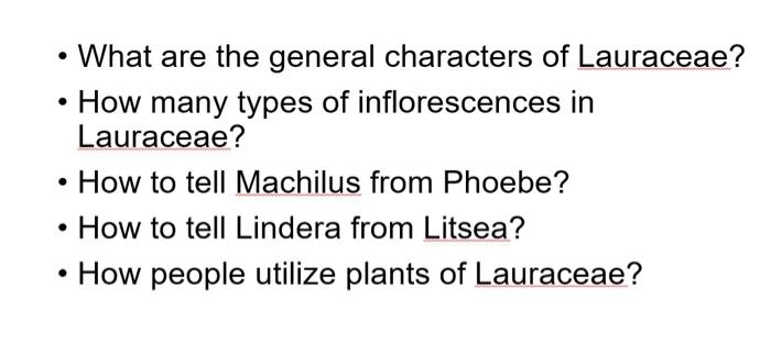 What Are The General Characters Of Lauraceae How Many Types Of Inflorescences In Lauraceae How To Tell Machilus 1
