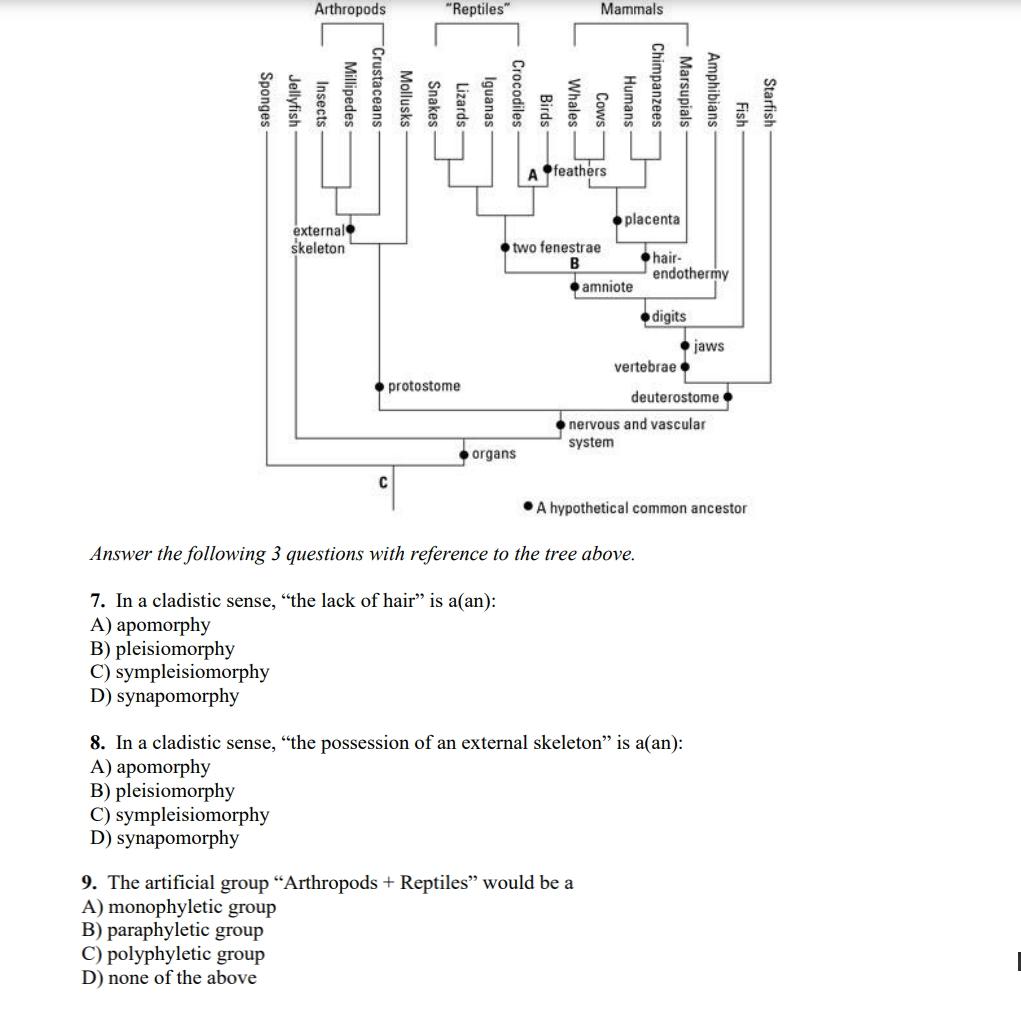 Arthropods Reptiles Mammals Sponges Jellyfish Insects Millipedes Crustaceans Mollusks Snakes Lizards Iguanas Crocodile 1