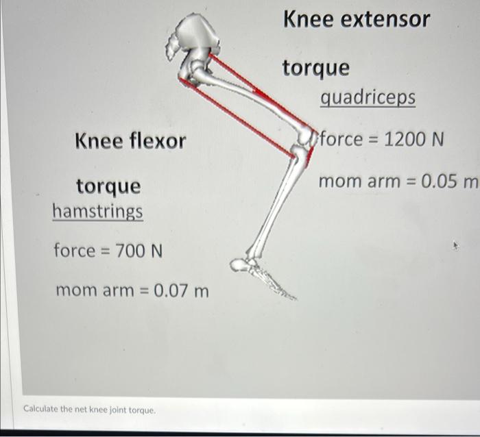 Knee Extensor Torque Quadriceps Knee Flexor Force 1200 N Mom Arm 0 05 M Torque Hamstrings Force 700 N Mom Arm 0 1