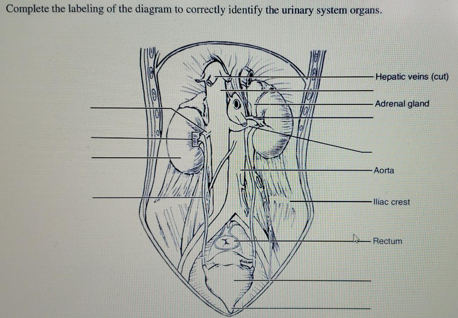 Complete The Labeling Of The Diagram To Correctly Identify The Urinary System Organs Hepatic Veins Cut 16 Com 101 21 1