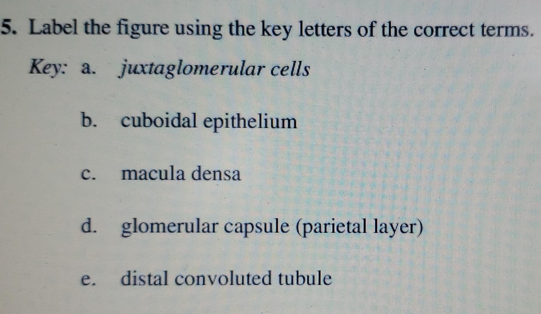 5 Label The Figure Using The Key Letters Of The Correct Terms Key A Juxtaglomerular Cells B Cuboidal Epithelium C 1