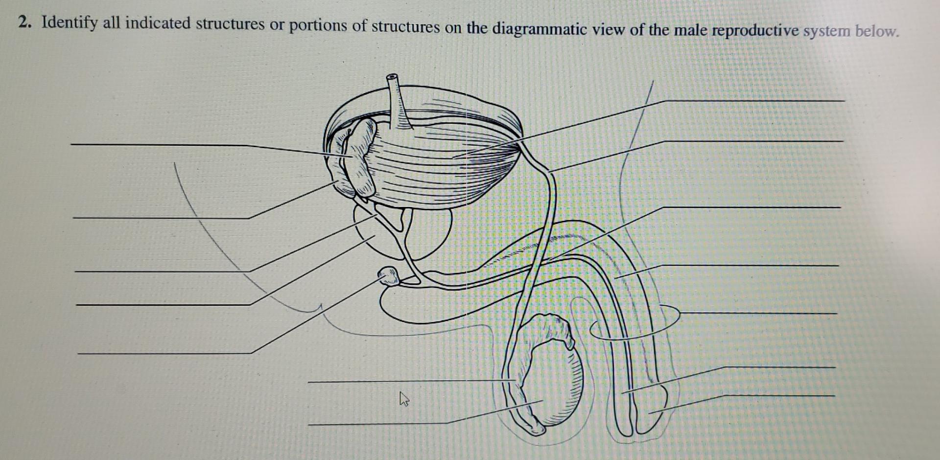 Fill In All The Blanks For The Male Reproductive System 1