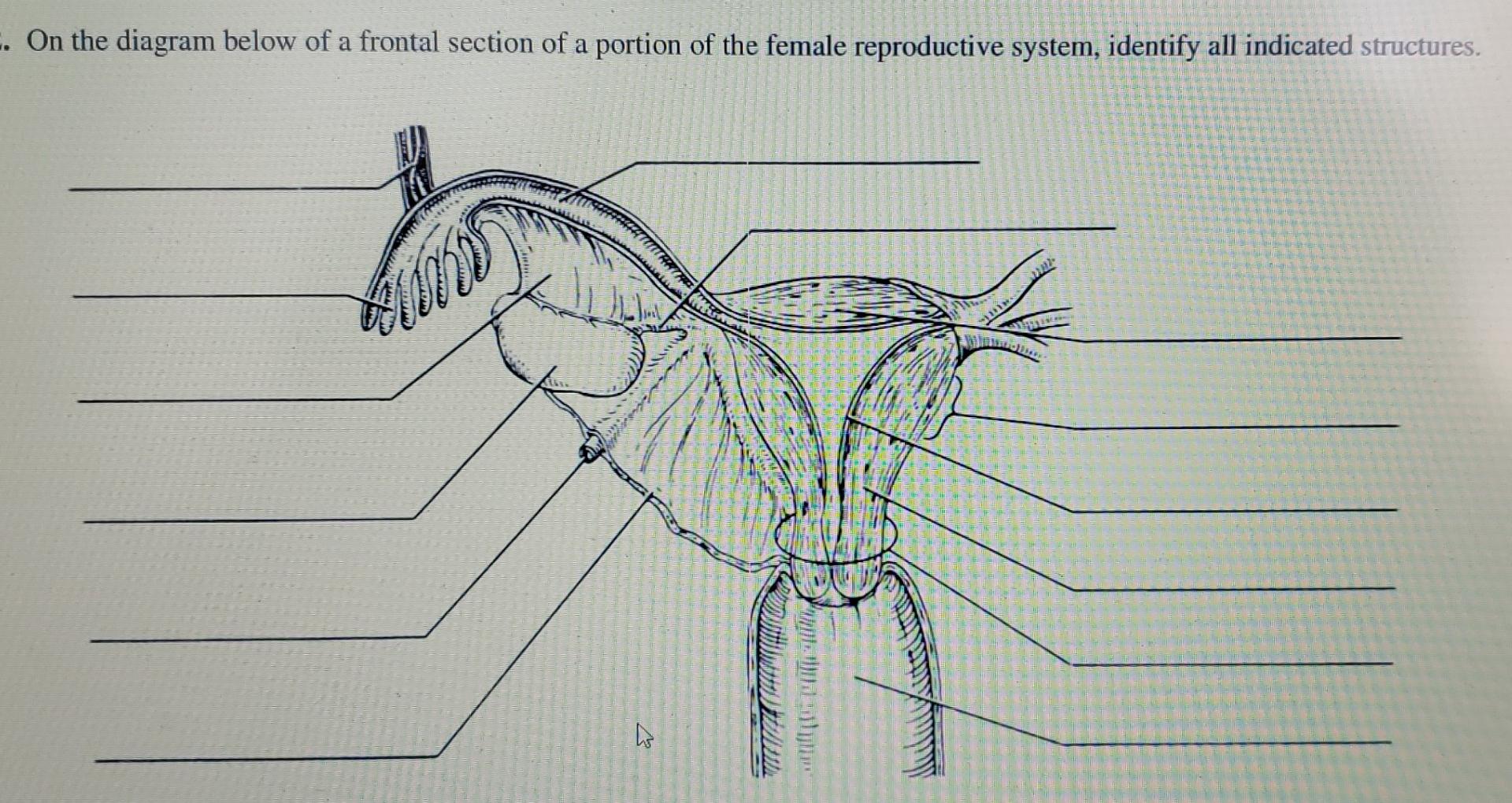 On The Diagram Below Of A Frontal Section Of A Portion Of The Female Reproductive System Identify All Indicated Stru 1