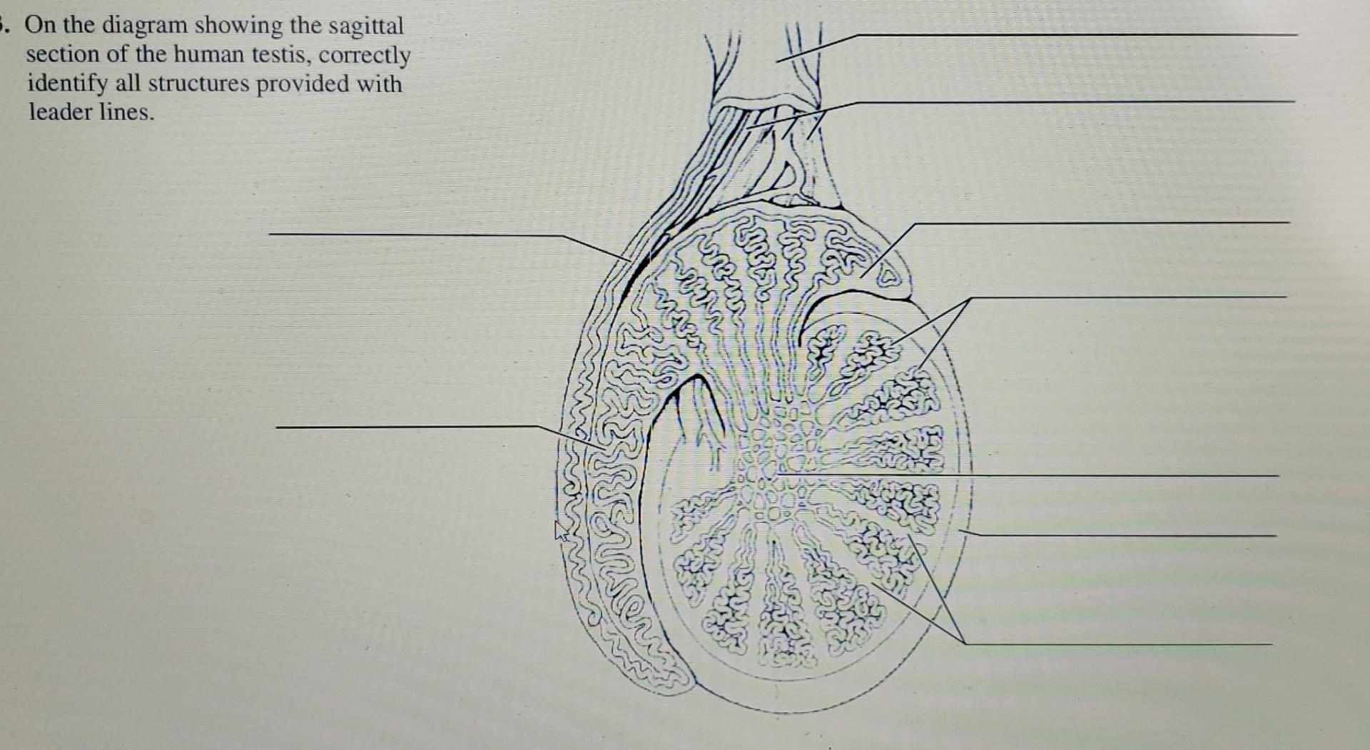 S On The Diagram Showing The Sagittal Section Of The Human Testis Correctly Identify All Structures Provided With Lead 1