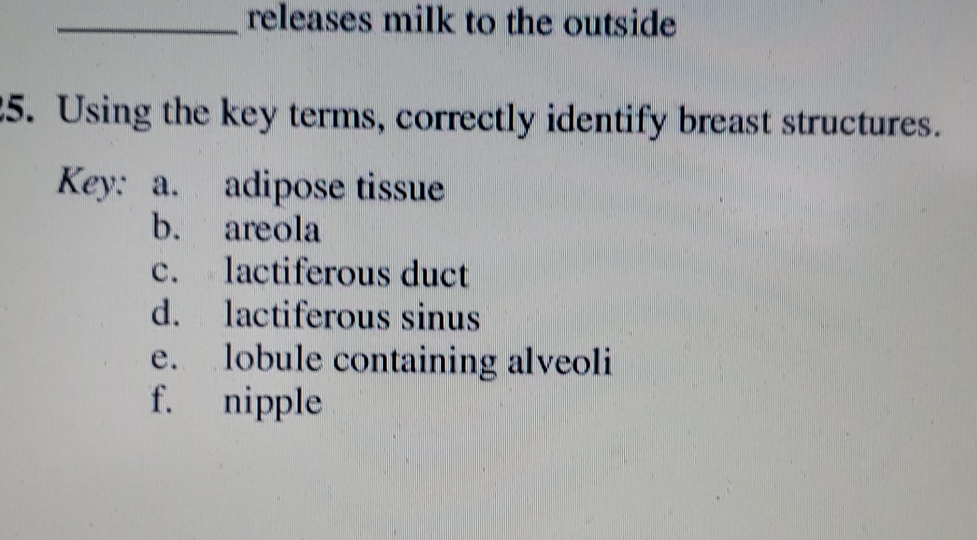 Releases Milk To The Outside 5 Using The Key Terms Correctly Identify Breast Structures Key A Adipose Tissue B Are 1