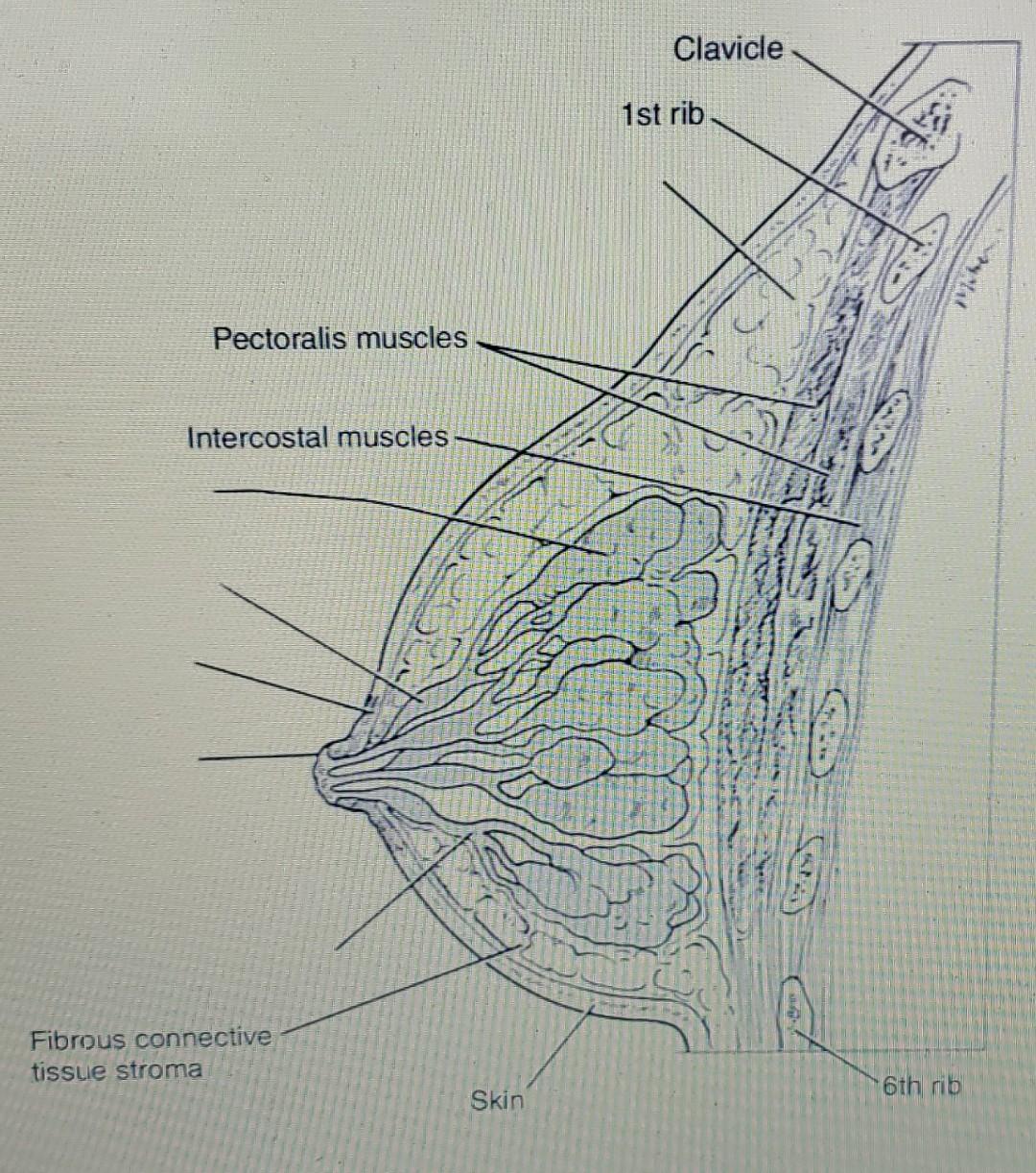 Releases Milk To The Outside 5 Using The Key Terms Correctly Identify Breast Structures Key A Adipose Tissue B Are 2