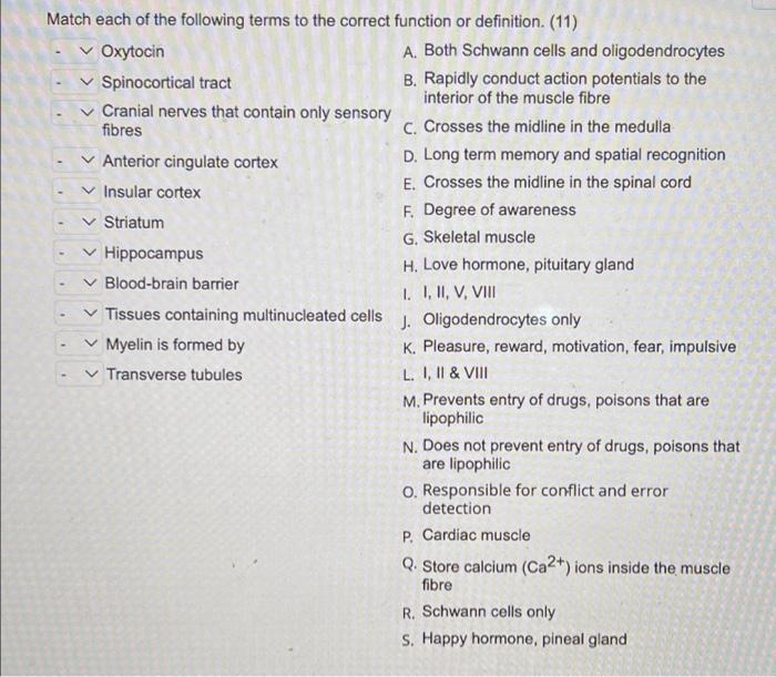 Match Each Of The Following Terms To The Correct Function Or Definition 11 Oxytocin A Both Schwann Cells And Oligo 1