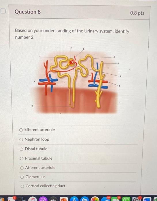Question 8 0 8 Pts Based On Your Understanding Of The Urinary System Identify Number 2 23 Si 1 Efferent Arteriole O Ne 1