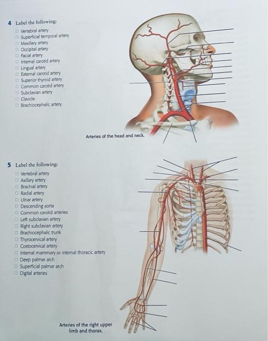 4 Label The Following Vertebral Artery Superficial Temporal Artery Maxillary Artery Occipital Artery Facial Artery Inte 1