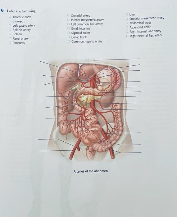 6 Label The Following Thoracic Aorta Stomach Left Gastric Artery Splenic Artery Spleen Renal Artery Pancreas Gonadal Ar 1