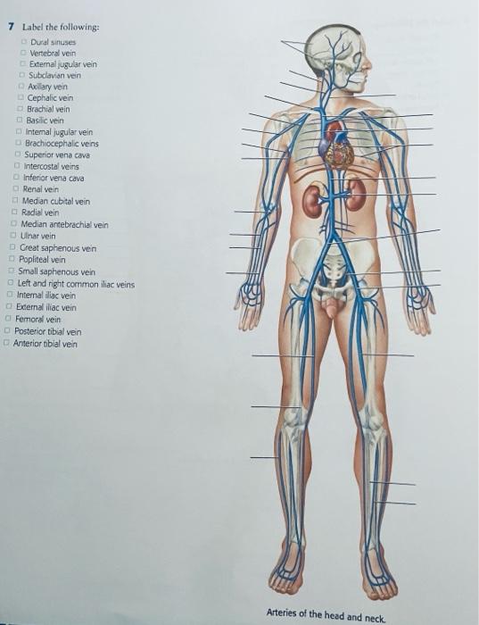 7 Label The Following Dural Situses Vertebral Vein External Jugular Vein Subclavian Vein Adlary Vein Cephalic Vein Brac 1