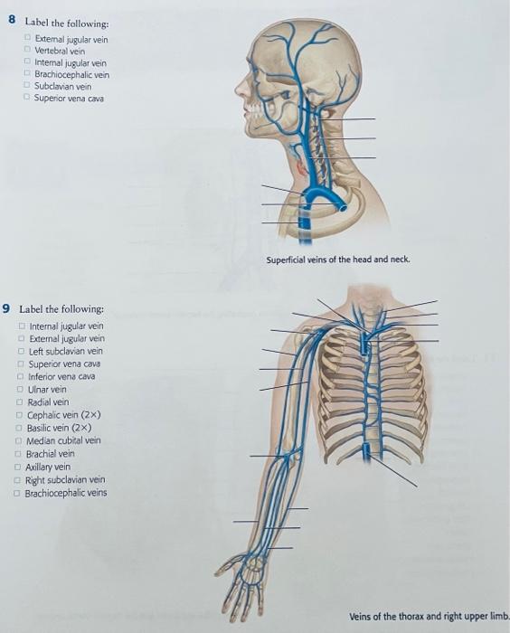 8 Label The Following Extemal Jugular Vein Vertebral Vein Internal Jugular Vein Brachiocephalic Vein Subclavian Vein Su 1