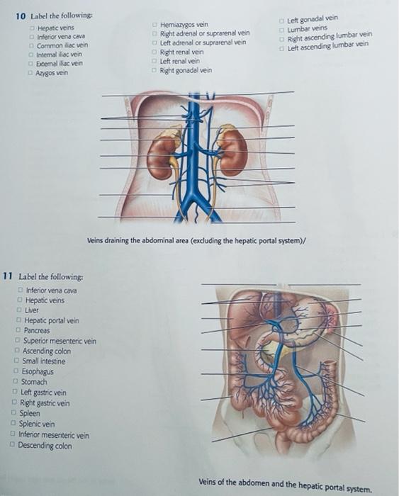 10 Label The Following Hepatic Veins Inferior Vena Cava Common Ac Vein Intemal Ilac Vein Eternal Iliac Vein Azygos Vein 1