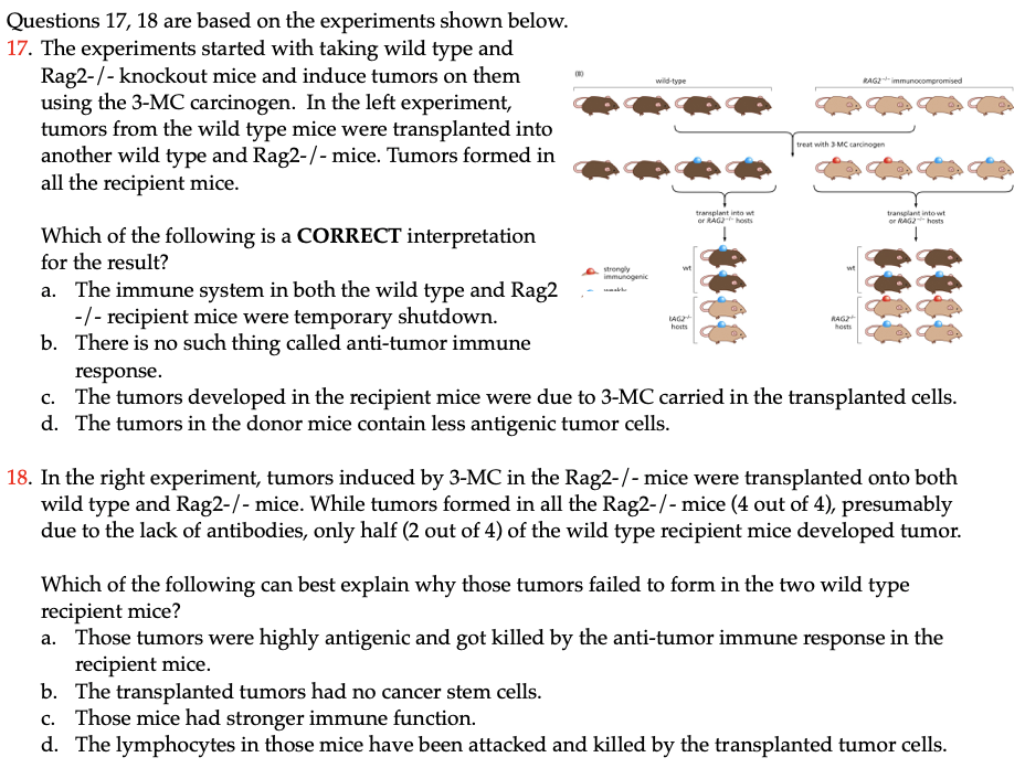 Wild Type Rag2immunocompromised Questions 17 18 Are Based On The Experiments Shown Below 17 The Experiments Started W 1