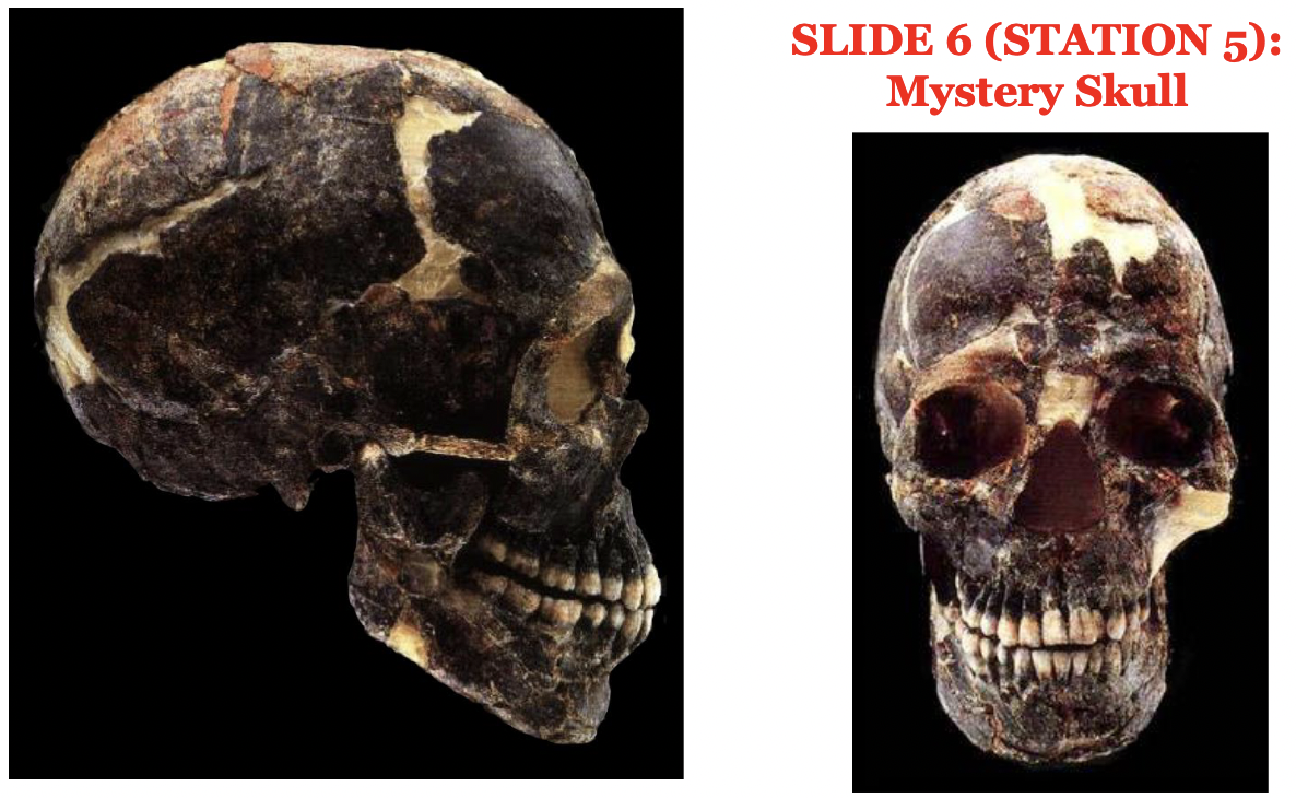 Station 5 Mystery Skull Slide 6 3 Points This Specimen Was Recovered From A Cave In Israel Where Both Neandertals 1