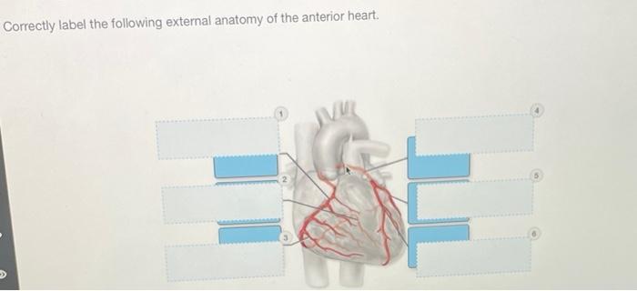 Correctly Label The Following External Anatomy Of The Anterior Heart Jv Ese Right Coronary Artery Posterior Inter 1
