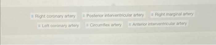 Correctly Label The Following External Anatomy Of The Anterior Heart Jv Ese Right Coronary Artery Posterior Inter 2
