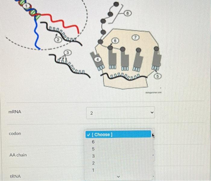 Mini 000 La Rien Mrna 2 Codon W Choose 6 5 3 2 1 No Aa Chain Trna 1 3 Energy 2 Progress Of Reaction Choose Acti 1