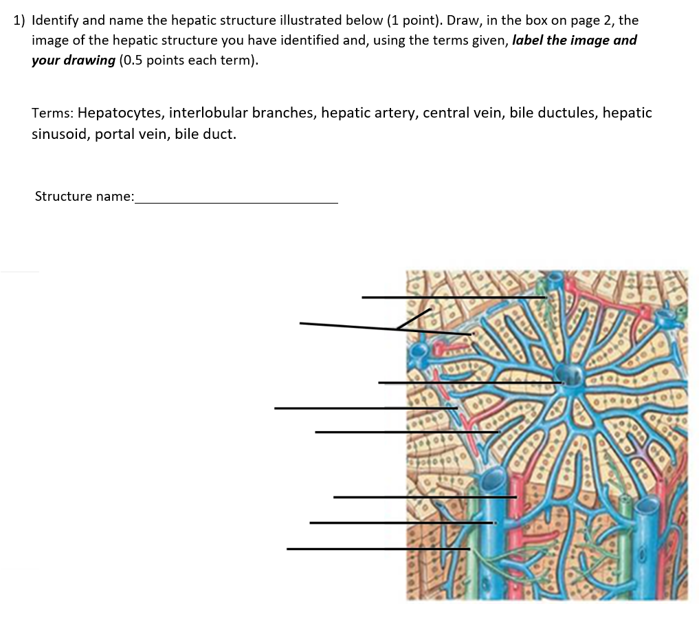 1 Identify And Name The Hepatic Structure Illustrated Below 1 Point Draw In The Box On Page 2 The Image Of The Hep 1