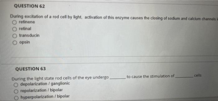 Question 60 1 Poi Of The Eye The Outer Segment Of Rod And Cone Cells Is Found Near The Anterior Part Posterior Part Inne 2