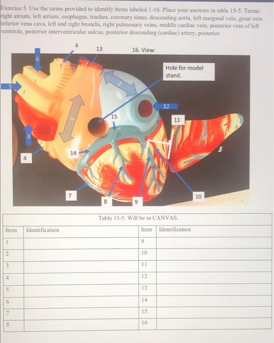Exercise 5 Use The Terms Provided To Identify Items Labeled 1 16 Place Your Answers In Table 15 5 Terms Right Atrium 1