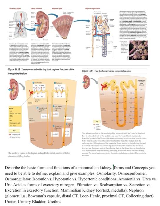 Figure 44 13 The Nephron And Collecting Duct Regional Functions Of The Transport Epithelium Tipare 4 14 How The Human Ki 1