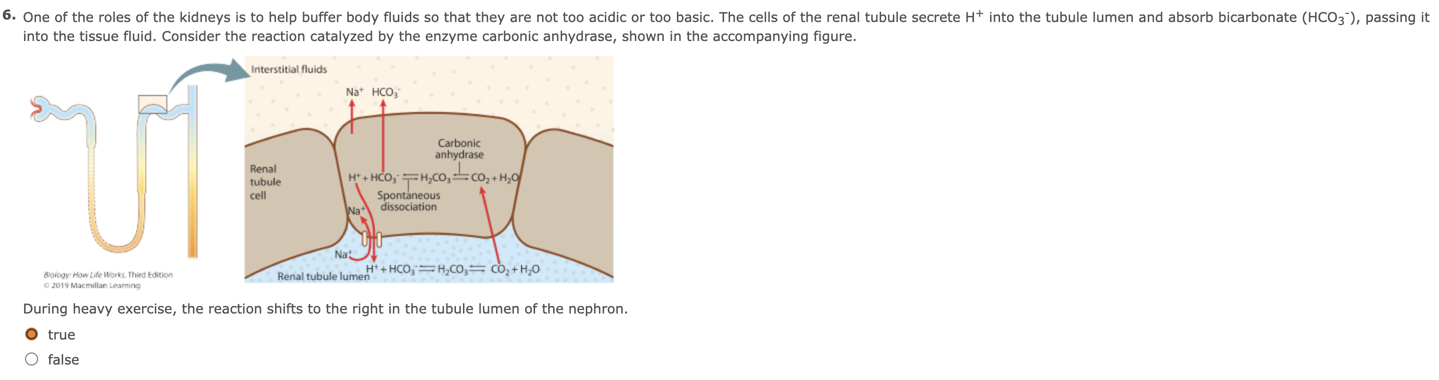 6 One Of The Roles Of The Kidneys Is To Help Buffer Body Fluids So That They Are Not Too Acidic Or Too Basic The Cells 1